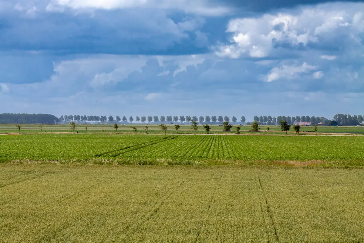 Polderweg met open landschap in West-Zeeland
